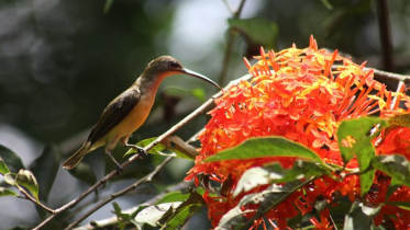 হারিয়ে যাচ্ছে মৌটুসির মতো ছোট পাখি