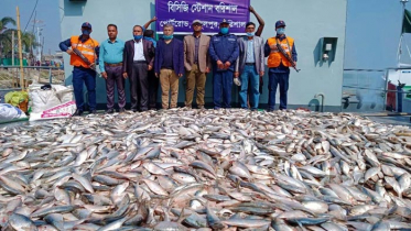 কোস্ট গার্ডের অভিযানে বিপুল পরিমাণ জাটকাসহ স্টীল বডি জব্দ