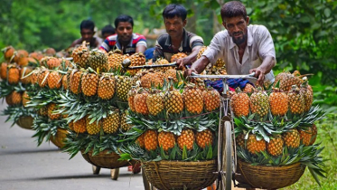 জিআই পণ্যের স্বীকৃতি পেল মধুপুরের আনারস