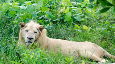 বঙ্গবন্ধু সাফারি পার্কে অসুস্থ সিংহীর মৃত্যু