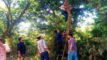 জাবিতে পাখি সুরক্ষায় ছাত্রদলের ভিন্নধর্মী উদ্যোগ