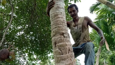 কাঁঠাল আর নারকেল গাছগুলোই আমার কাছে বাপমায়ের মত...