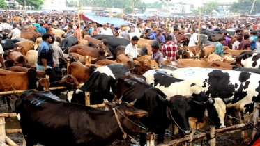 শেষ সময়ে জমজমাট কোরবানির পশুর হাট (ভিডিও)