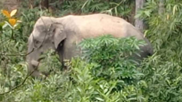 খাবারের সন্ধানে লোকালয়ে হাতি, আতঙ্কে এলাকাবাসী