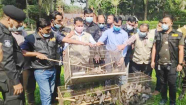 আশুলিয়ায় সাত শতাধিক বণ্যপ্রাণী উদ্ধার, ৪ জনের কারাদণ্ড