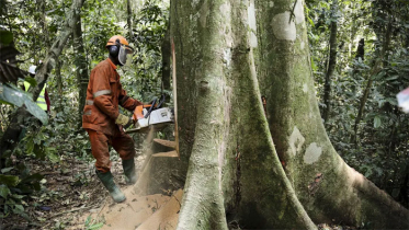 কপ-২৬: ২০৩০ সালের মধ্যে শূন্যে নামানো হবে বন উজাড়