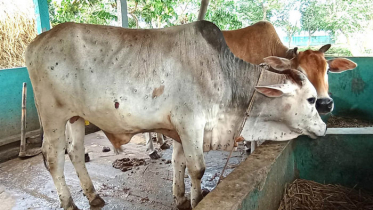 শার্শায় গরুর ‘লাম্পি স্কিন’ রোগ, দিশেহারা খামারিরা