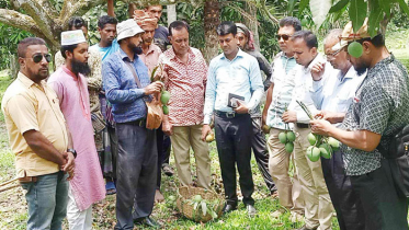 প্রথমবার ইউরোপে যাচ্ছে শার্শার হিমসাগর আম