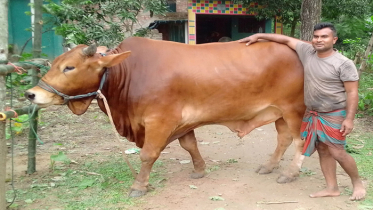 প্রধানমন্ত্রীকে কোরবানীর গরু উপহার দিতে চান সাইফ