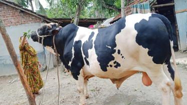 ‘জামতলার টাইগার’ দাম হাঁকা হয়েছে ৬ লাখ টাকা