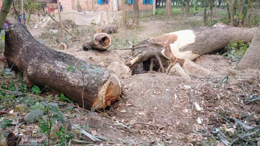 ভাড়াটে দিয়ে গাছ কেটে নেওয়ার অভিযোগ ভাইয়ের বিরুদ্ধে