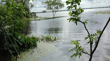 ভারতের উজানের পানিতে শার্শায় সাড়ে ৩শ`হেক্টর জমি প্লাবিত