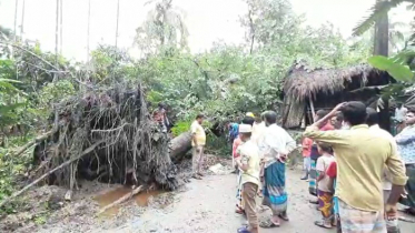 ভোলায় গাছ চাপায় ৪ জনের মৃত্যু