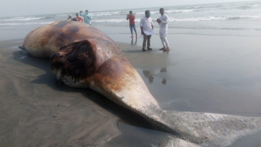 ফের সৈকতে ভেসে এলো বিশালাকৃতির আরেকটি মৃত তিমি