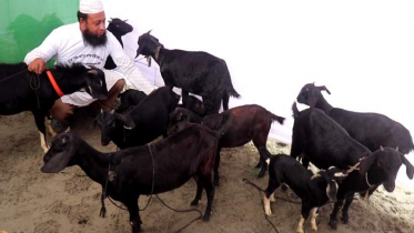 ব্রাহ্মণবাড়িয়ায় ছাগলের মেলা অনুষ্ঠিত