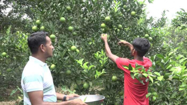 মাল্টা চাষে ভাগ্য বদলের স্বপ্ন ব্রাহ্মণবাড়িয়ার কৃষকদের