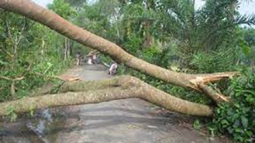 ঘূর্ণিঝড়ে গাছ পড়ে বরগুনায় ১ জনের মৃত্যু 