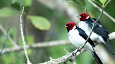 জলবায়ু পরিবর্তনে ছোট হয়ে যাচ্ছে পাখি (ভিডিও)