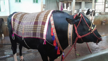 বেশভূষা-রাজসিক আচরণে সবার দৃষ্টি কাঁড়ছে ‘রাজা’