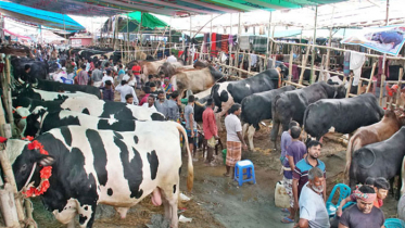 ঈদ ঘনিয়ে এলেও পশুর হাটে ক্রেতা কম (ভিডিও)