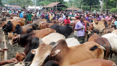 আফতাবনগরে পশুর হাটের টেন্ডার প্রত্যাহারে লিগ্যাল নোটিশ