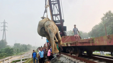 ট্রেনের ধাক্কায় আহত বন্য হাতিটির মৃত্যু