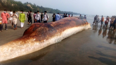 বিশ্ব প্রাণী দিবস : হুমকির মুখে ডলফিন ও তিমি