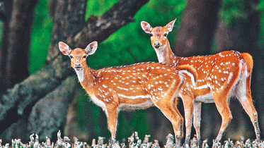 ঘূর্ণিঝড় রেমাল: সুন্দরবনে হরিণসহ ৫৬টি মৃত প্রাণী উদ্ধার