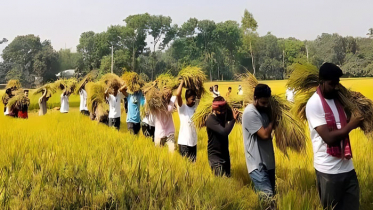 কৃষকের ধান কেটে দিল হাবিপ্রবি ছাত্রলীগ