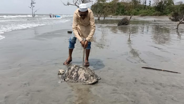 কুয়াকাটা সৈকতে ভেসে আসল বিশাল আকৃতির কচ্ছপ