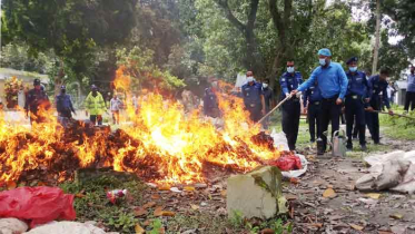 কুড়িগ্রামে বিভিন্ন সময় জব্দকৃত দেড় কোটি টাকার গাঁজা ধ্বংস