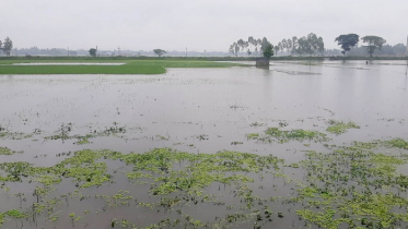 কুড়িগ্রামে রেকর্ড বৃষ্টিপাত, তলিয়ে গেছে ৩৩৫ হেক্টর আমন ক্ষেত