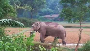 ঘরে ঢুকে বন্যহাতির আক্রমণ, ঘুমন্ত শ্রমিক নিহত