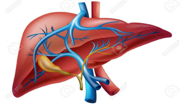 লিভার সুস্থ রাখে যেসব খাবার