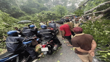 গাছ উপড়ে সড়কে, কমলগঞ্জে দুই ঘণ্টা যোগাযোগ বন্ধ