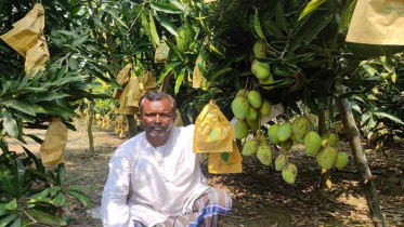 শার্শায় বারি-১১ বারোমাসি আম চাষে অবিশ্বাস্য সাফল্য