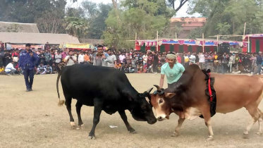 নড়াইলে সুলতান মেলায় ঐতিহ্যবাহী ষাঁড়ের লড়াই