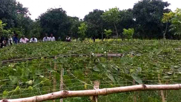 নাটোরে ফের ২৫ কাঠা জমির পটল গাছ কেটে দিল দুর্বৃত্তরা