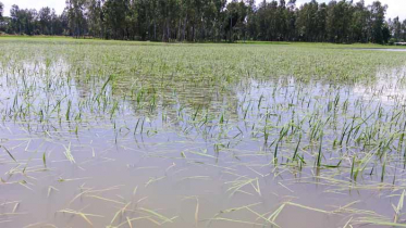 নাটোরে দেড় হাজার হেক্টর জমির রোপা আমন পানির নিচে