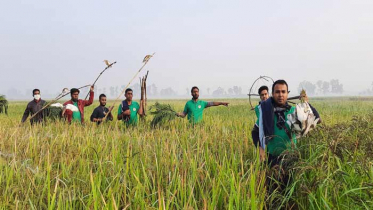 চলনবিলের ২০টি বক ফিরে গেল নীড়ে