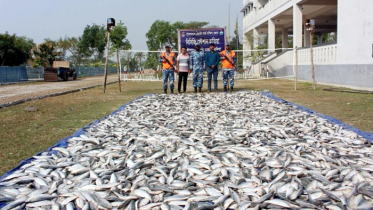 হাতিয়ায় ১’শ মণ জাটকাসহ আটক ৫