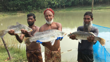 পবিপ্রবিতে কৃত্রিম খাদ্যের মাধ্যমে কোরাল মাছ চাষে সফলতা