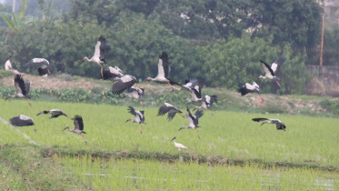 কুমিল্লায় দেখা মিলছে বিরল শামুকখোল পাখির