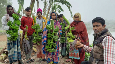 ভূমিহীনদের লাগানো তিন হাজার কলাগাছ কেটেছে দুর্বৃত্তরা