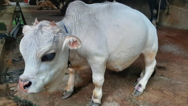 মৃত্যুর পর স্বীকৃতি পেল সাভারের ‘রানী’