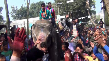 হাতিতে চরে নবনির্বাচিত ইউপি সদস্যের বিজয় মিছিল