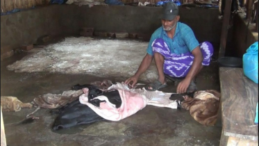 হিলিতে চামড়া কিনা নিয়ে সংশয়ে ব্যবসায়ীরা