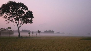 টানা শীতে বীজতলাসহ ফসলের ব্যাপক ক্ষতি