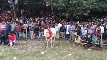 নবাবগঞ্জে গরুর রশি ছেঁড়া প্রতিযোগিতা