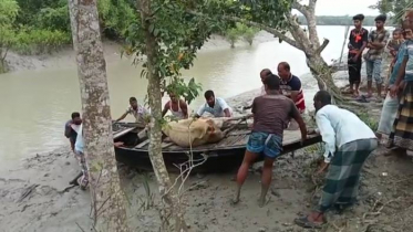 নদীতে পানি খেতে এসে কুমিরের আক্রমণের শিকার গরু